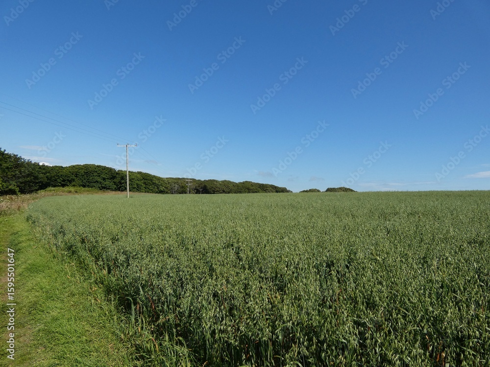 Fototapeta premium A narrow dirt path winds through a vibrant countryside under a bright blue sky scattered with soft white clouds. 