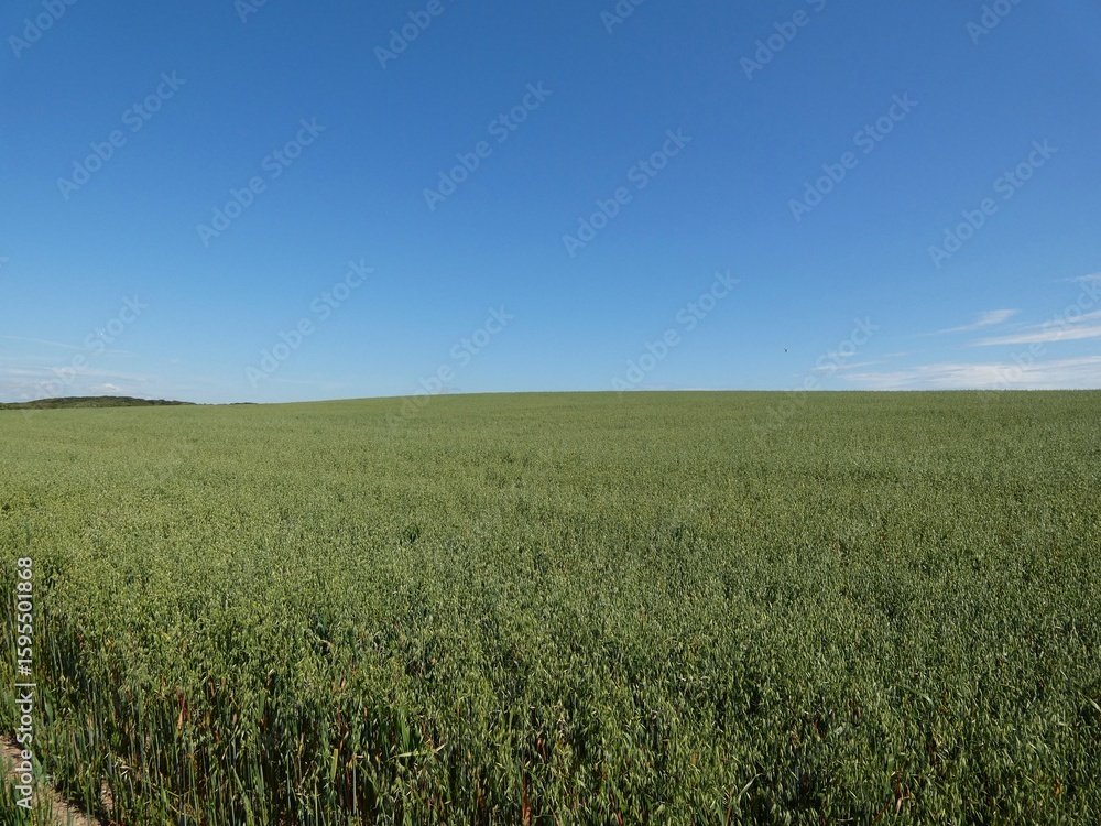 Obraz premium lush green oat field under a clear blue summer sky.