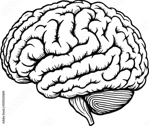 Human Brain Anatomy – Black and White Vector Illustration Featuring Cerebral Cortex and Cerebellum in Detailed Linework