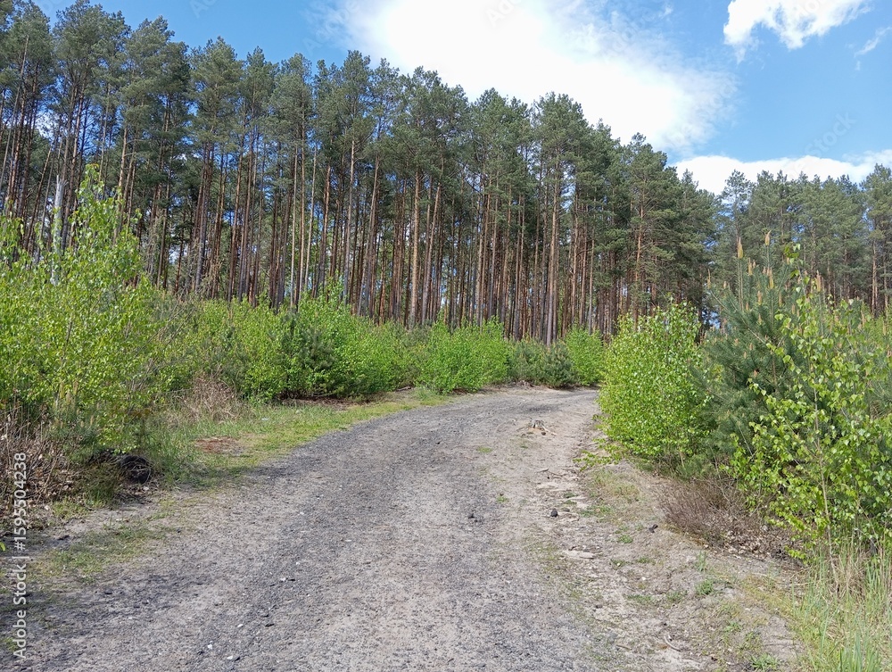 Fototapeta premium road in the forest