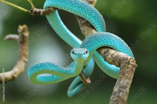 Close-up of a white-lipped island pit viper (Trimeresurus insularis) coiled on a branch, Indonesia