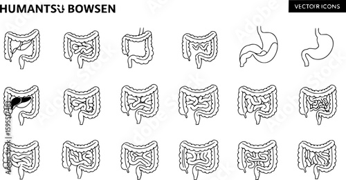 Set of guts vector icons. Linear intestines or bowel. Human organ. Vector 10 Eps.
