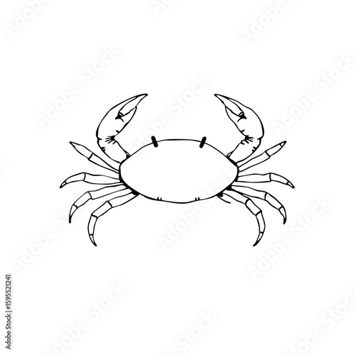 Simple line sketch of a crab  