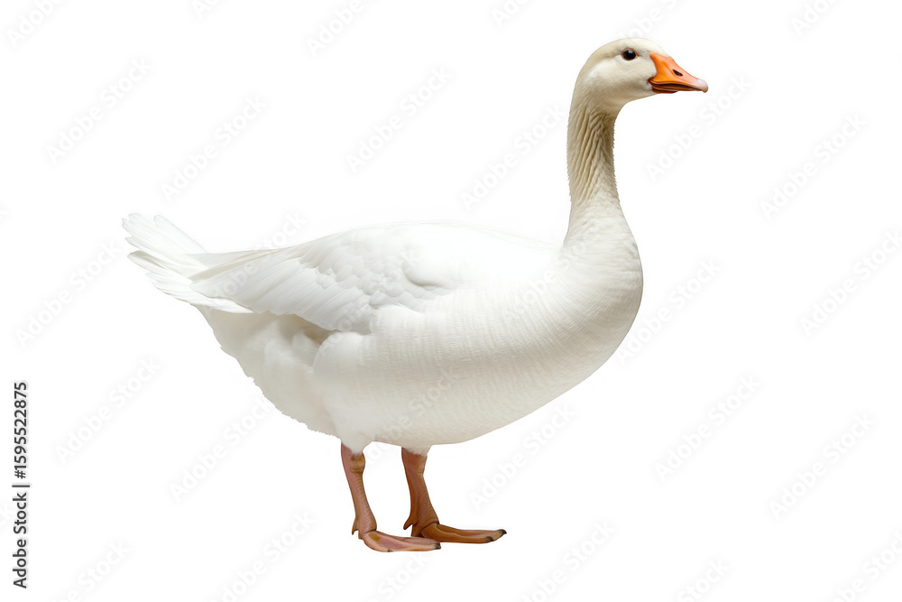 A majestic white goose stands gracefully with its head turned to the right isolated on transparent background A majestic white goose stands gracefully with its head turned to the right isolated on transparent background