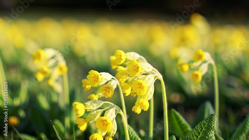 Yellow flowers in a field