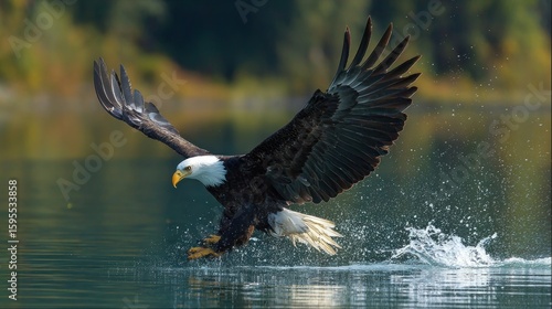 Wallpaper Mural Majestic bald eagle in flight over a lake Torontodigital.ca
