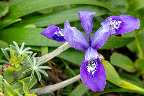 Close-up of dwarf iris