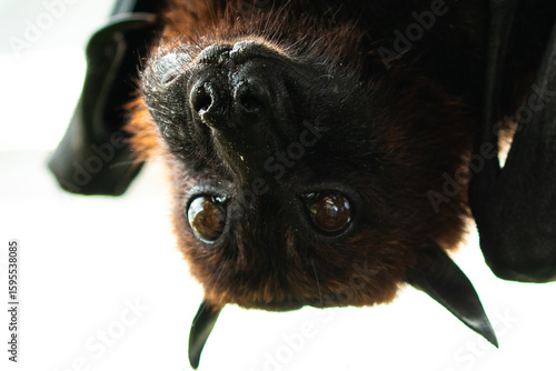 Pteropus is a genus of megabats which are among the largest bats in the world. They are commonly known as fruit bats or flying foxes