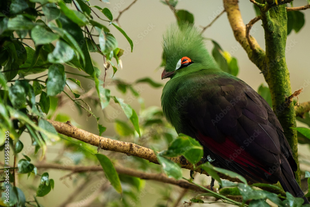 Obraz premium turaco bird on a branch in close up,african wild birds