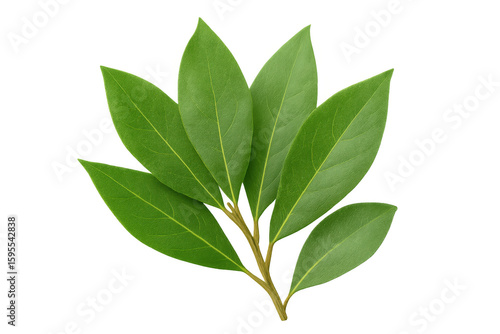 Fresh bay leaves attached to a sprig, isolated on a transparent background, ready for culinary or aromatic use