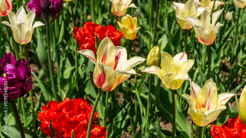 Wallpaper Mural Tulipas no festival de Tulipas em Ottawa - Canadá Torontodigital.ca