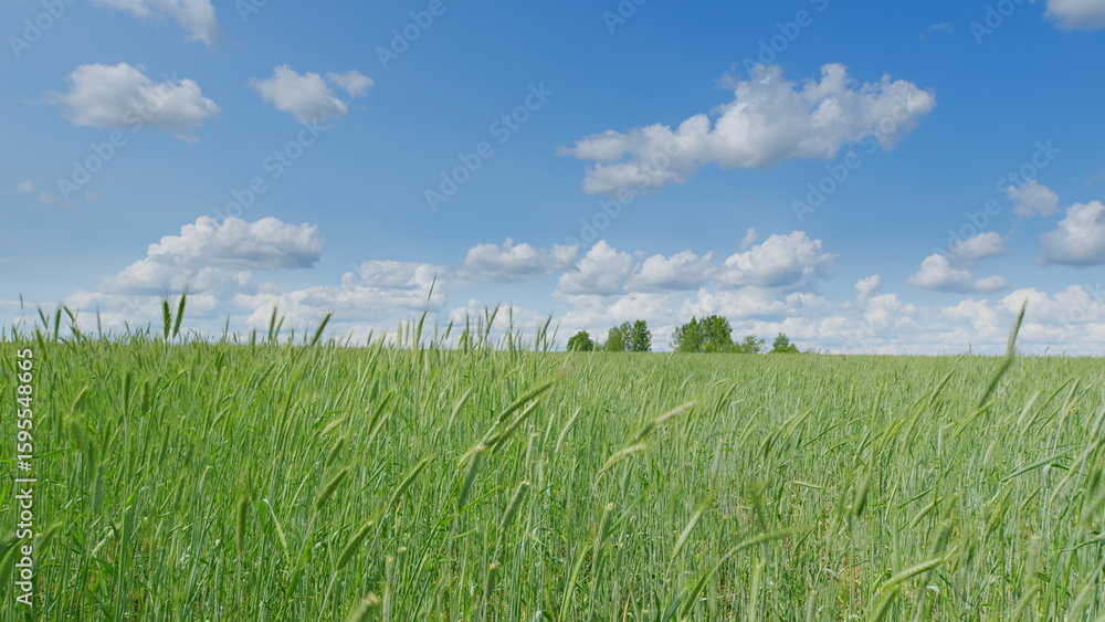 Obraz premium A beautiful and vibrant green field situated under a clear blue sky adorned with fluffy clouds