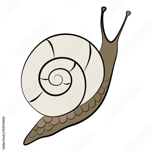 Cute snail. Brown snail crawling drawing. Colourful mollusk in cartoon style. Vector illustration isolated on a white background.