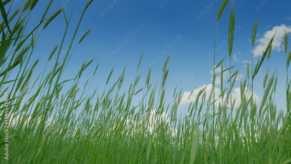 Fototapeta premium The Serene, Lush Green Grass Spreads Out Under the Clear, Bright, Blue Sky Above
