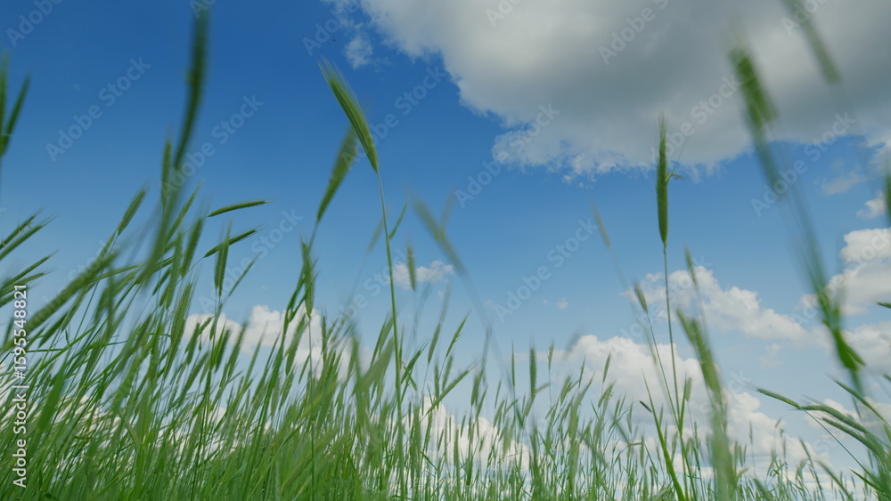 Obraz premium A Beautiful Scene of Serene Green Grass Spreading Beneath a Clear and Bright Blue Sky