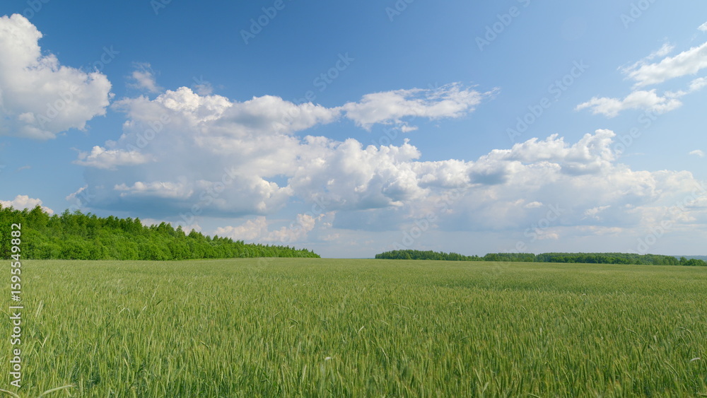 Fototapeta premium Vast Green Fields Stretching Under a Clear Blue Sky Adorned with Fluffy White Clouds