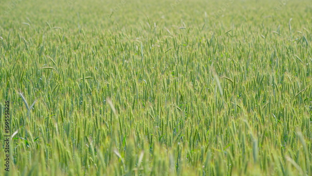 A Stunningly Beautiful and Vibrant Green Field Extending All the Way Under a Clear Blue Sky A Stunningly Beautiful and Vibrant Green Field Extending All the Way Under a Clear Blue Sky