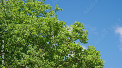 Wallpaper Mural The Lush Green Foliage Vividly Stands Out Beautifully Against the Bright Blue Sky Above Us Torontodigital.ca