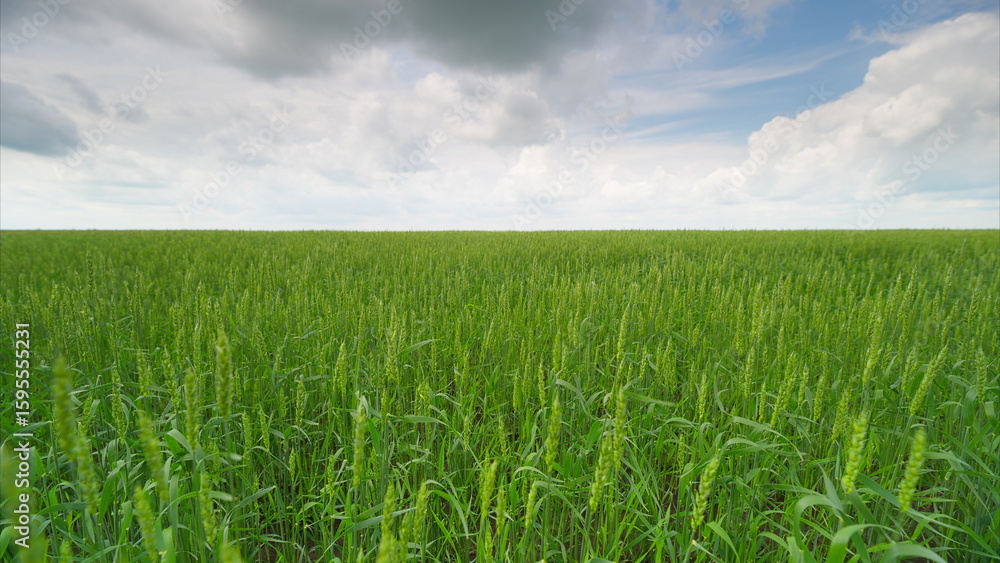 Obraz premium A Lush, Expansive Green Field Under a Beautifully Cloudy Sky, Perfect for Exploration and Adventure