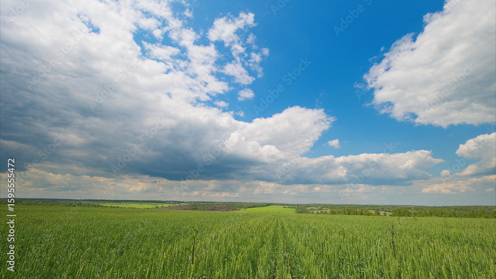 Obraz premium A Vast Green Field Spreading Out Under a Bright Blue Sky Adorned with Fluffy White Clouds