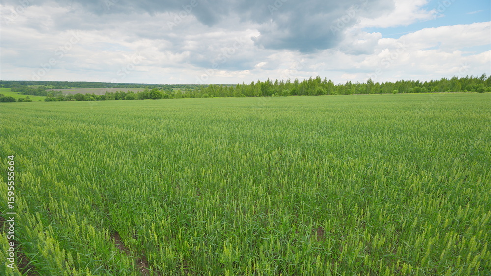 Obraz premium A Vast and Expansive Green Agricultural Field Stretching Beneath a Cloudy Sky Above