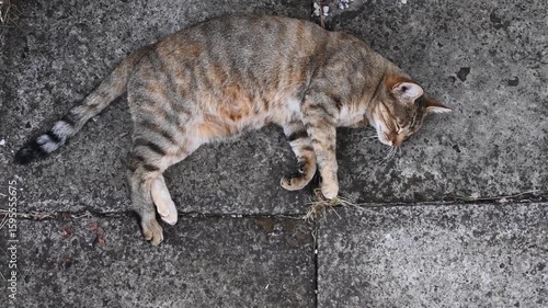 Tabby cat naps and looks into camera. Cute fluffy cat purrs and kneads by paws. Top view of young pet animal with rough stone background. cat peacefully lounging on stone pavement