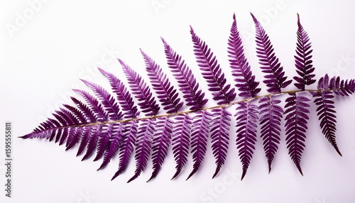 purple fern leaves isolated from a white background clipping path