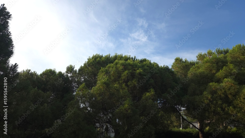 Obraz premium Tranquil forest canopy under clear blue sky