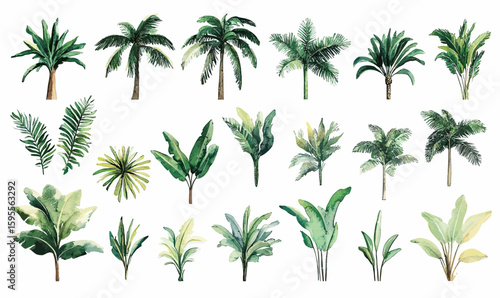 Set of watercolor tropical palm trees and green leafy plants with banana and fan palm leaves in realistic botanical style on white background for design