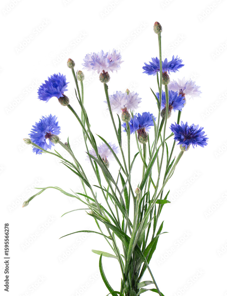 Naklejka premium Blue Cornflower isolated on white background. Centaurea cyanus or bachelor's button flowers.