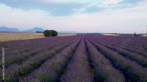 Epic Lavender Field Aerial Drone Slow Flight Over Perfect Rows of Crops. Purple Flowers Beautiful Farm Nature Environment Provence France
