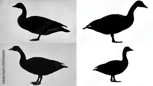 Four brant geese are featured in a black and white collage, showcasing avian wildlife.