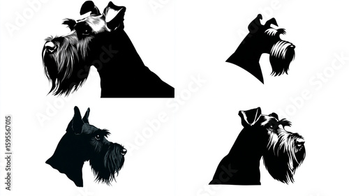 Four schnauzer dog heads are displayed in a black and white vector illustration, showcasing breed traits.
