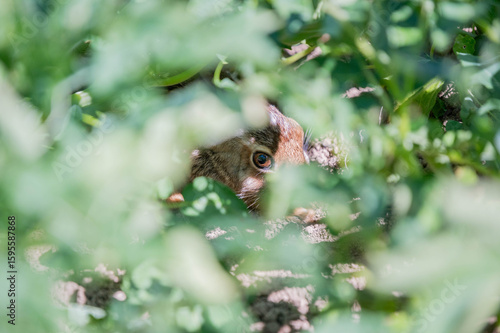 wild rabbit in grass