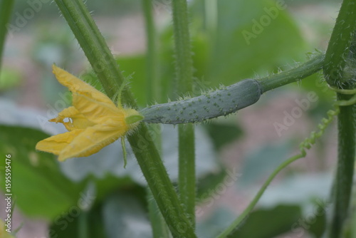 Pequeños pepinos con flor amarilla crecen en la planta en un huerto 