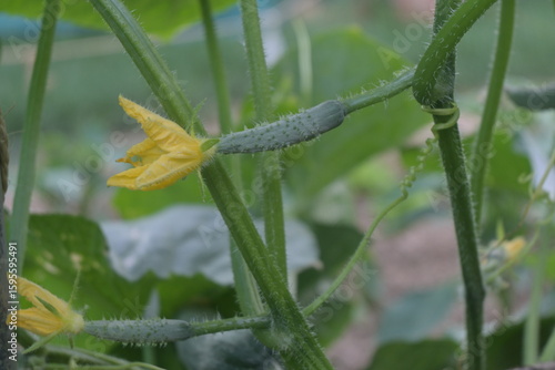 Pequeños pepinos con flor amarilla crecen en la planta en un huerto 