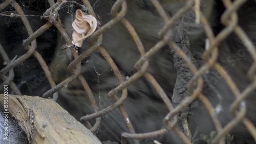 Mistreated cat behind corroded fence. Blind eyes, fragile frame, dirt clinging to thin fur. A forgotten life imprisoned in filth, awaiting rescue from a world indifferent to suffering
