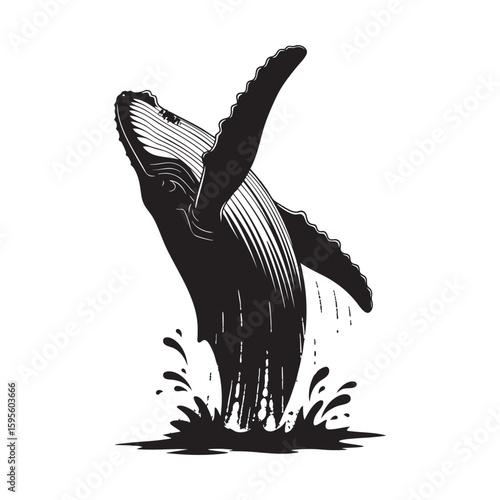A spectacular breach of a humpback whale from the ocean