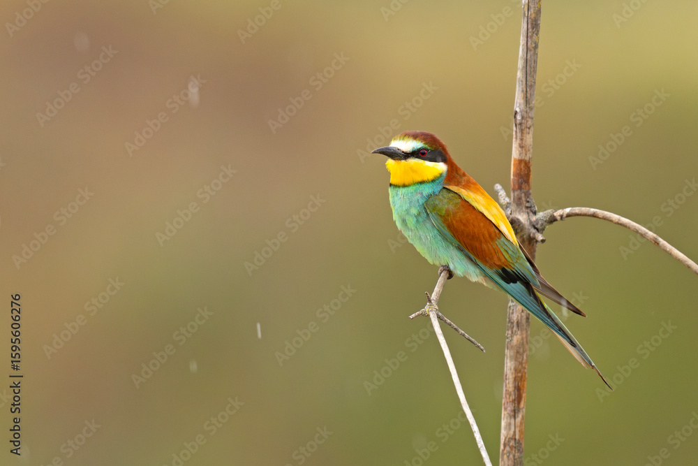 Fototapeta premium Żołna (Merops apiaster)