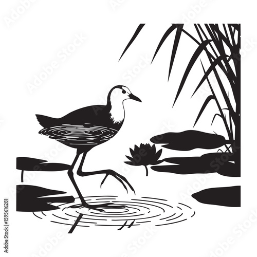 A jacana bird or lily trotter walking on a pond's lily pads