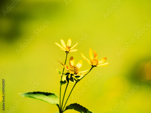 yellow flower on green background