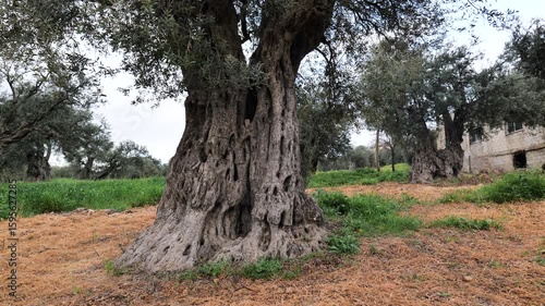 millenia old olive trees in Jerash, Jordan