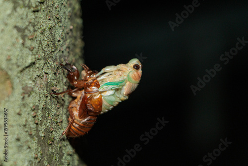 木にのぼり羽化をしているアブラゼミ