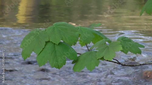 Sycamore Leaves (Acer pseudoplatanus) Growing Above a Stream in Spring