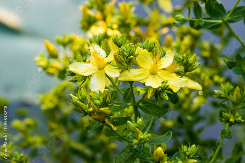 Echtes Johanniskraut (Hypericum perforatum)  - Blütenstand