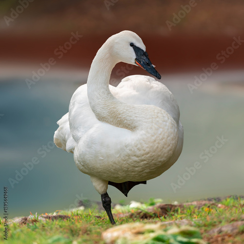 Bild auf Leinwand Trumpeter Swan grooming