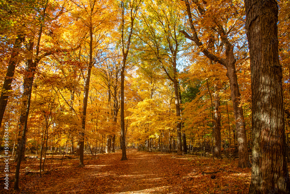 Fototapeta premium Autumn nature forest. Orange and yellow fall leaves. Fall season colors. Nature in autumn. Fall weather outdoor. Leaves in autumn nature forest. Fallen leaves. Forest walk