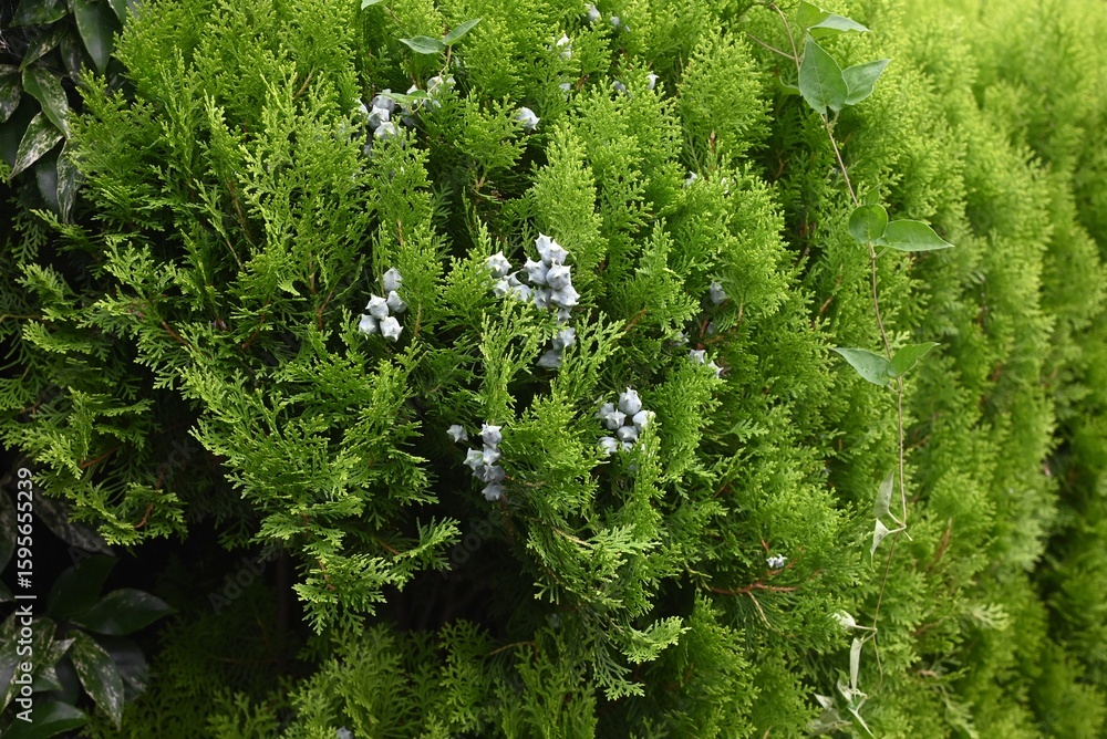 Fototapeta premium Oriental arborvitae (Platycladus orientalis) cones. Cupressaceae evergreen conifer. Monoecious, flowers in spring and produce greenish-white cones after flowering.