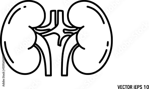 Human kidneys outline icon vector
