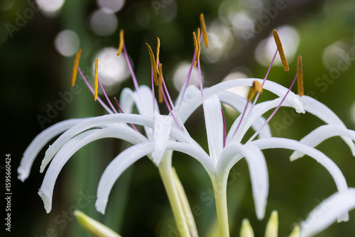 crinum asiaticum, beach lily